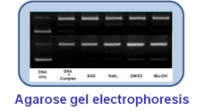 reaction DNA and complex
