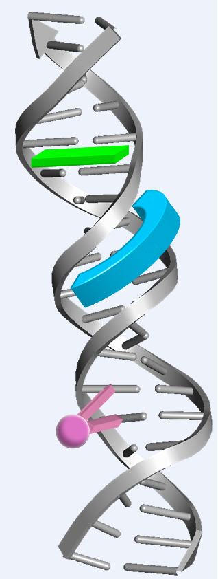 dna and complexes