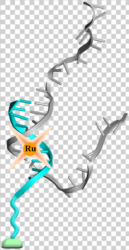 reaction DNA and complex